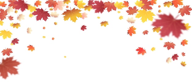 Autumn leaves on isolated on white background The wind blows off the leaves the wind blows Vector