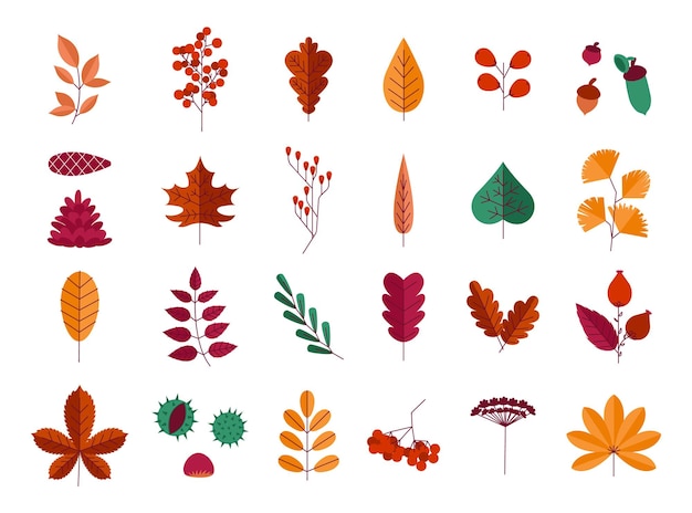 Autumn leaves and nuts Forest trees yellow foliage of maple oak and chestnut Cartoon orange or red natural plant parts Cones and acorns Vector isolated falling floral and botanicals elements set