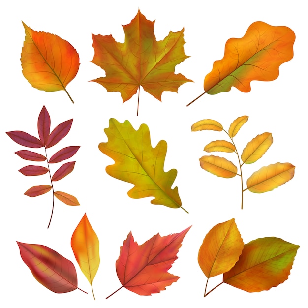 Autumn leaves. Realistic yellow and red fall leaf. Isolates vector set