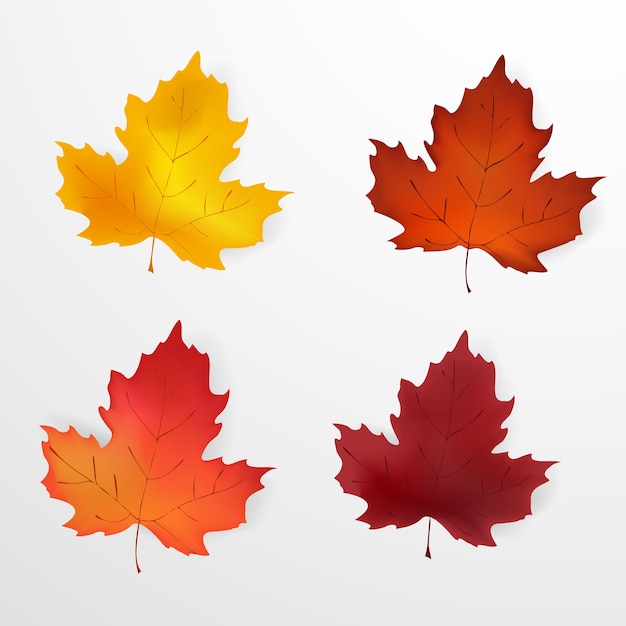 Autumn leaves. Set of autumn realistic, colorful maple leaves