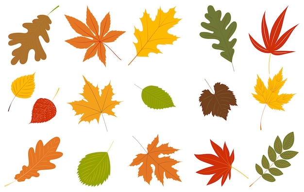 Autumn leaves set in flat design isolated vector