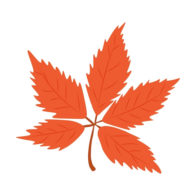 Autumn Leaves Vector Illustration Autumn leaves Top view of fall tree leaf Flat vector