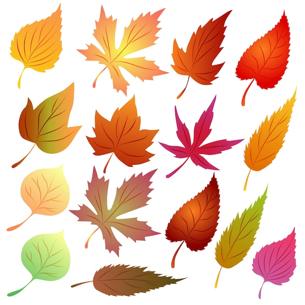 Autumn leaves vector set seasonal theme