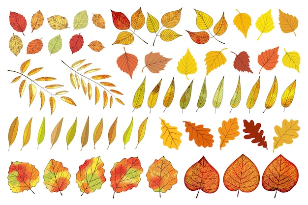 Autumn leaves on a white background big set