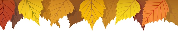 Autumn leaves on a white background