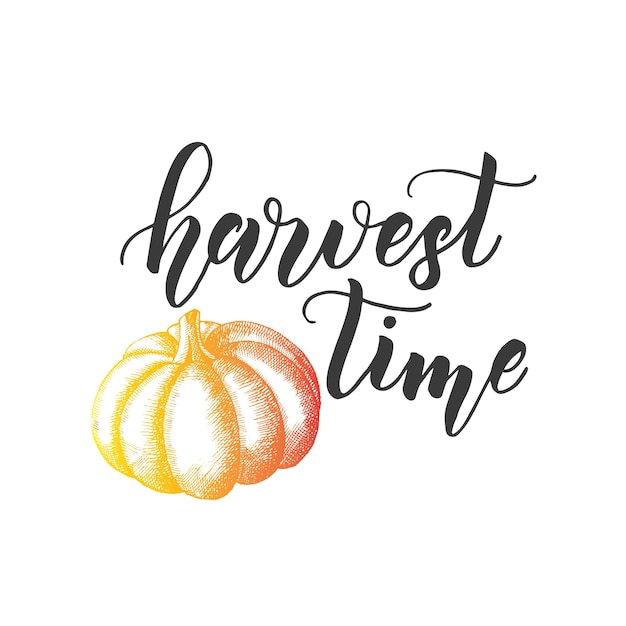 Autumn lettering calligraphy phrase - Harvest time. Invitation Card with pumkin and Hand made quote isolated on white. Sketch, Vector design