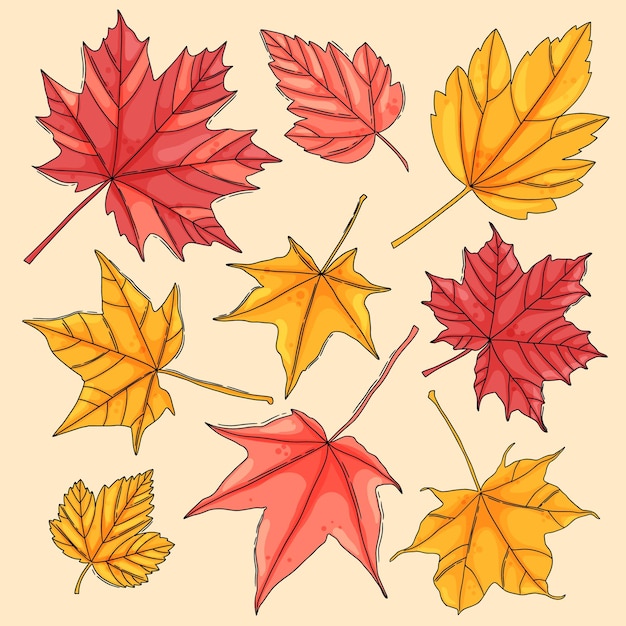 Autumn maple leaf collection