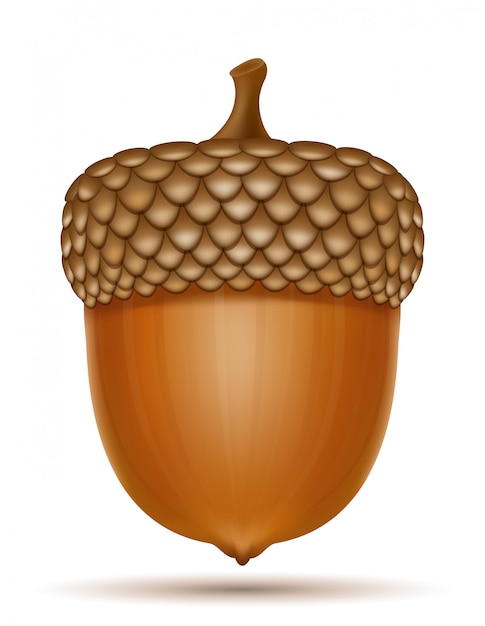 Autumn oak acorns vector illustration