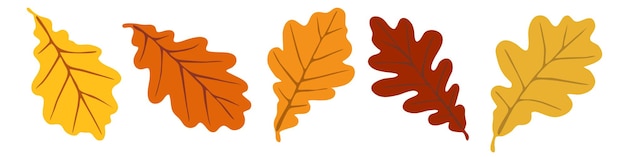 Autumn oak leaves on a white background, vector illustration