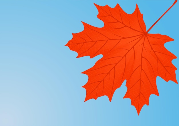 Autumn red maple leaf