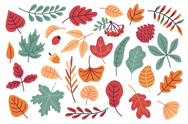 Autumn red orange yellow and brown leaves berries and acorn Fall season flat doodle forest oak pinecone rowan maple and chestnut leaf Fallen leaves vector set