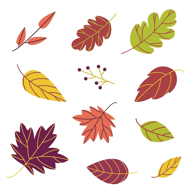 Autumn red, yellow, orange, green and purple leaves isolated on white background for seasonal design