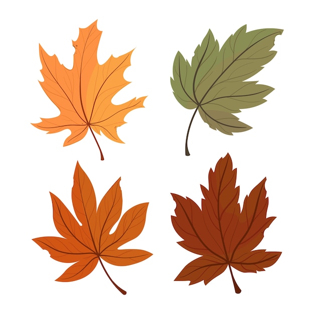 Autumn Set of colorful leaves maple.  illustration.