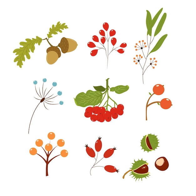 Autumn set with berries, acorns and chestnuts. Hand draw vector illustration.