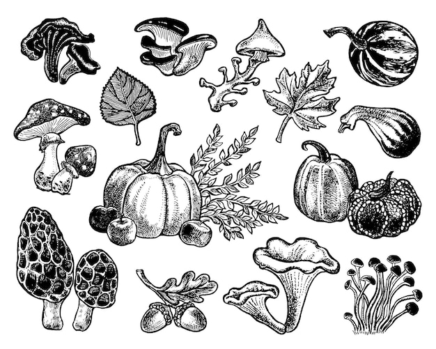 Autumn vector sketches of nature Hand drawn set of forest plants leaves vegetables mushrooms herbs acorn pumpkin watermelon Engraved isolated illustrations