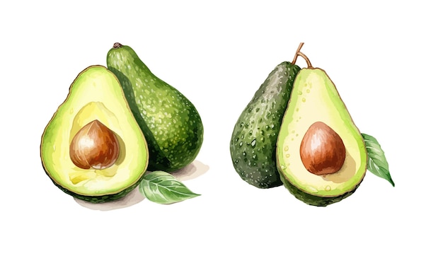 Avocado clipart isolated vector illustration