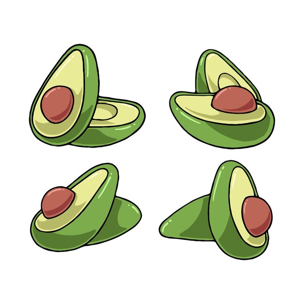 Vector avocado fruits vector