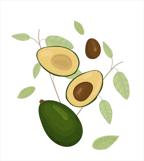 Avocado illustration Cut avocado fruit Avocado plant