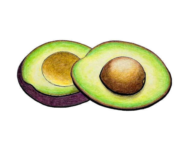 Avocado sketch pencil drawing isolated white background