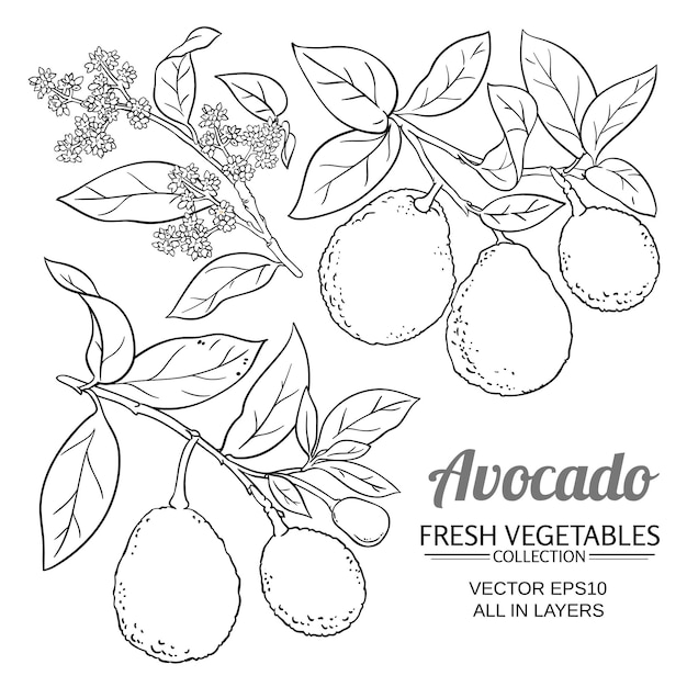 Avocado vector branches