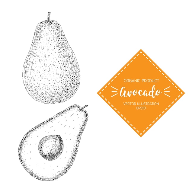 Avocado vector illustration. Hand-drawn design element. A fruit drawn in vintage style