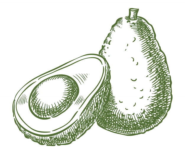 Avocado vector sketch hand drawing