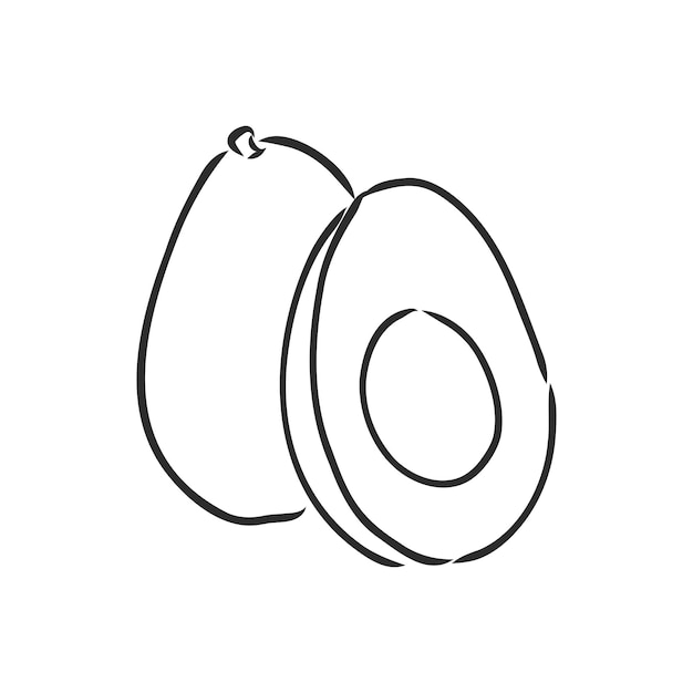 Avocado vector sketch on a white background Avocado Contour illustration