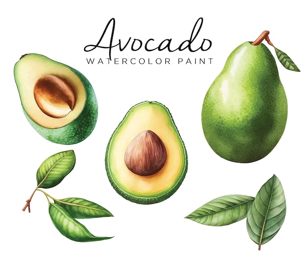 Avocado watercolor paint collection