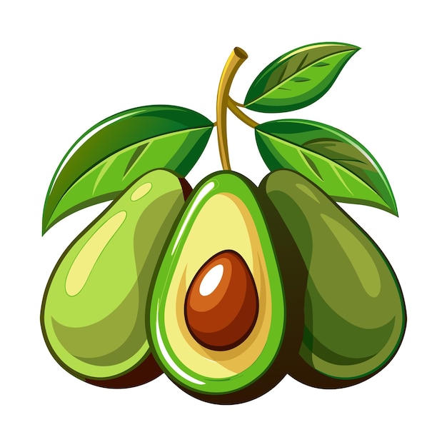 Avocados fruit isolated vector illustrations