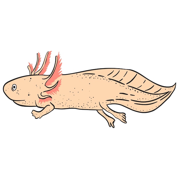 Vector axolotl hand drawn clip art