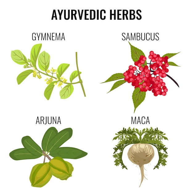 Ayurvedic herbs set isolated on white. Gymnema, red berries of sambucus or elderberries, healthy root of maca, organic arjuna ayurveda medicinal plants realistic  illustration