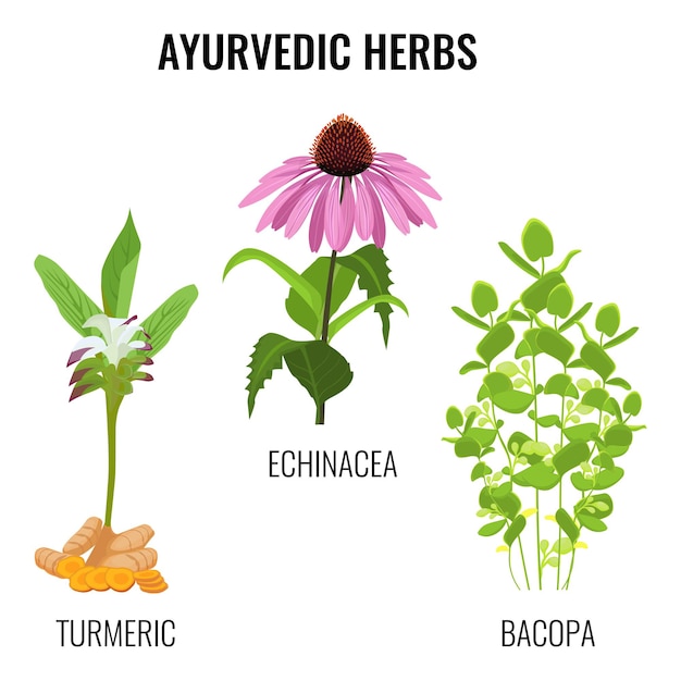 Ayurvedic herbs set isolated on white. Turmeric with rhizomes, bacopa aquatic plant, Echinacea herbaceous flower or purple coneflowers. Realistic  illustration ayurveda herbs collection