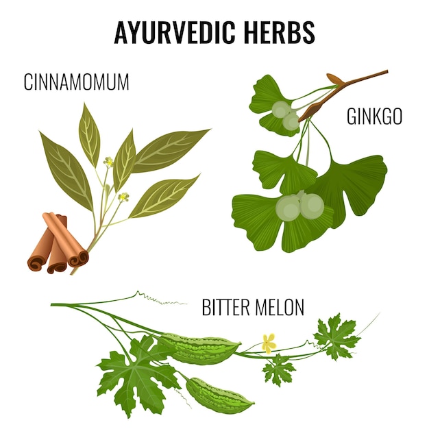 Vector ayurvedic herbs set of plant branches isolated on white.  poster in flat style of cinnamomum sticks, ginkgo pod and bitter melon signs. asian seasoning ingredients for flavoring dishes.