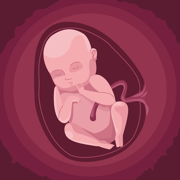 Vector baby inside the womb