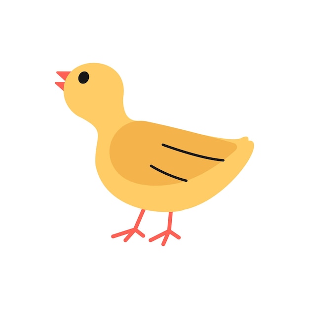 Baby Turkey Illustration