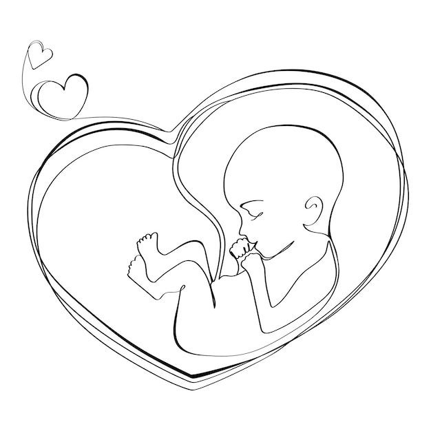 Baby in the womb heart shaped with umbilical cord Line drawing Logo,icon,Vector . Embryo in the womb