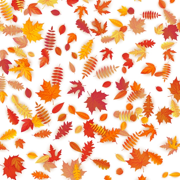 Background of colored wet autumnal maple leaves.