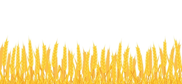 Background of field with wheat Border with yellow spikes