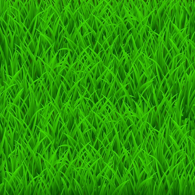 Background of  fresh green grass. Top view.