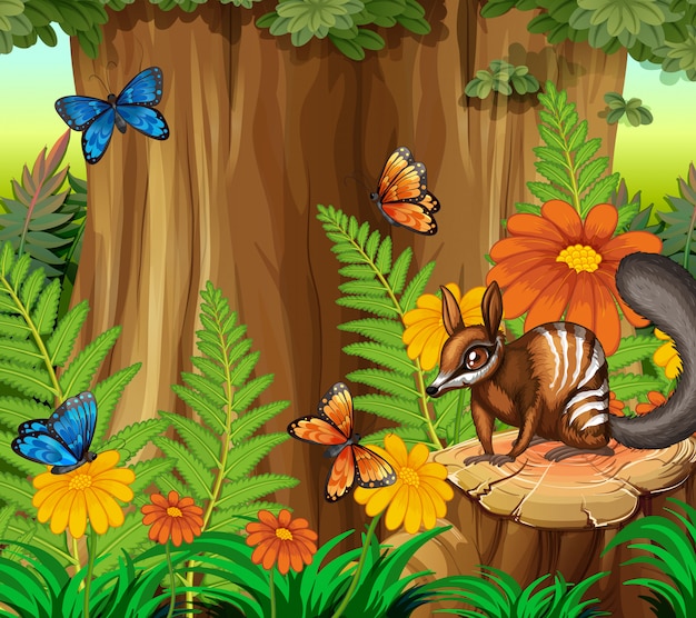 Background scene with numbat and butterfly in forest