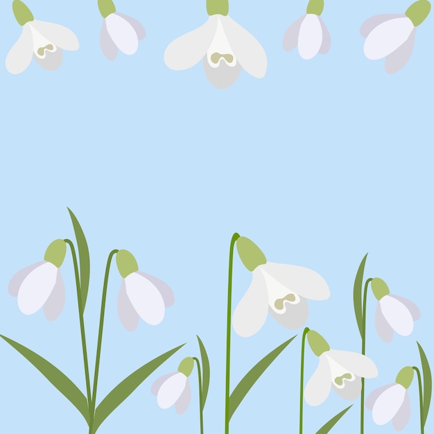 Background of snowdrops The first spring flowers Delicate snowdrop flowers for your designVector illustration