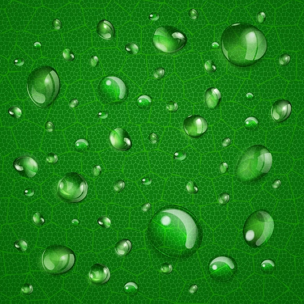 Vector background with water drops of different forms on green leaf