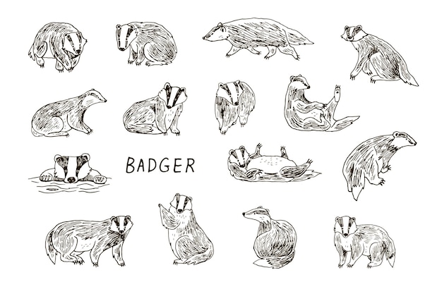 Badger forest animal vector illustrations line set