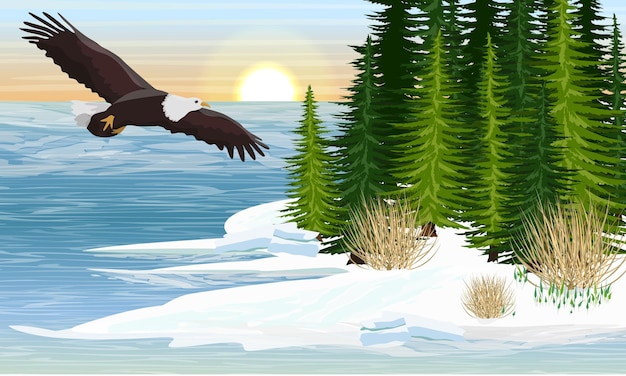 Bald eagle flies over a large lake. Spring. The shore of the reservoir with spruces