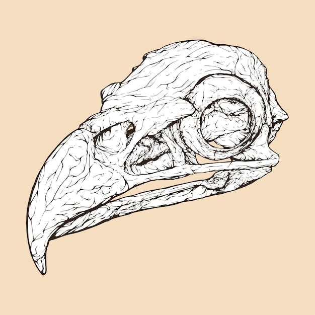 Bald eagle skull head vector illustration