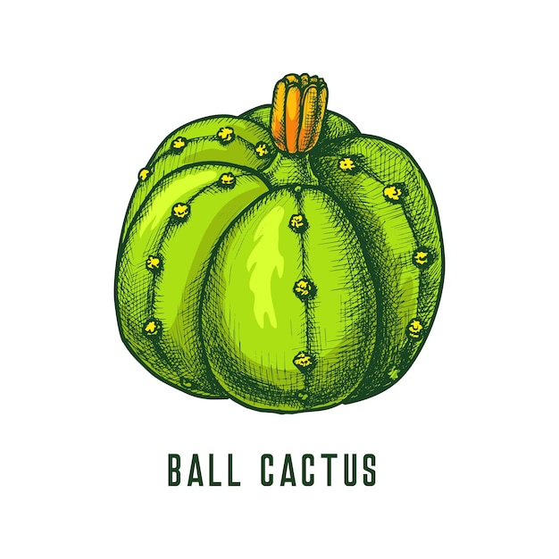 Ball cactus or parodia cacti icon vector sketch