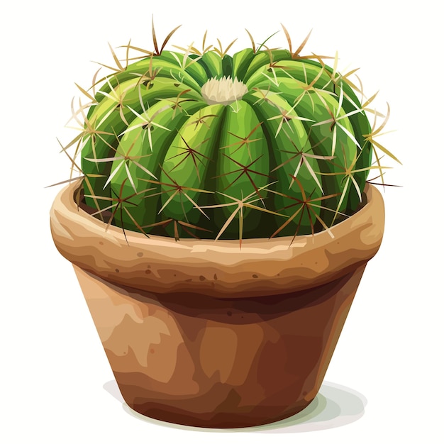 Ball cactus