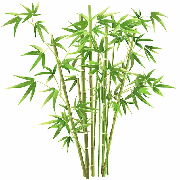 Bamboo plant