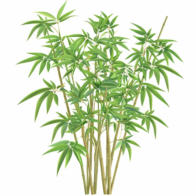 Bamboo plant