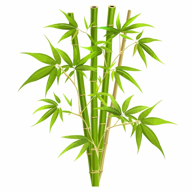 Bamboo plant